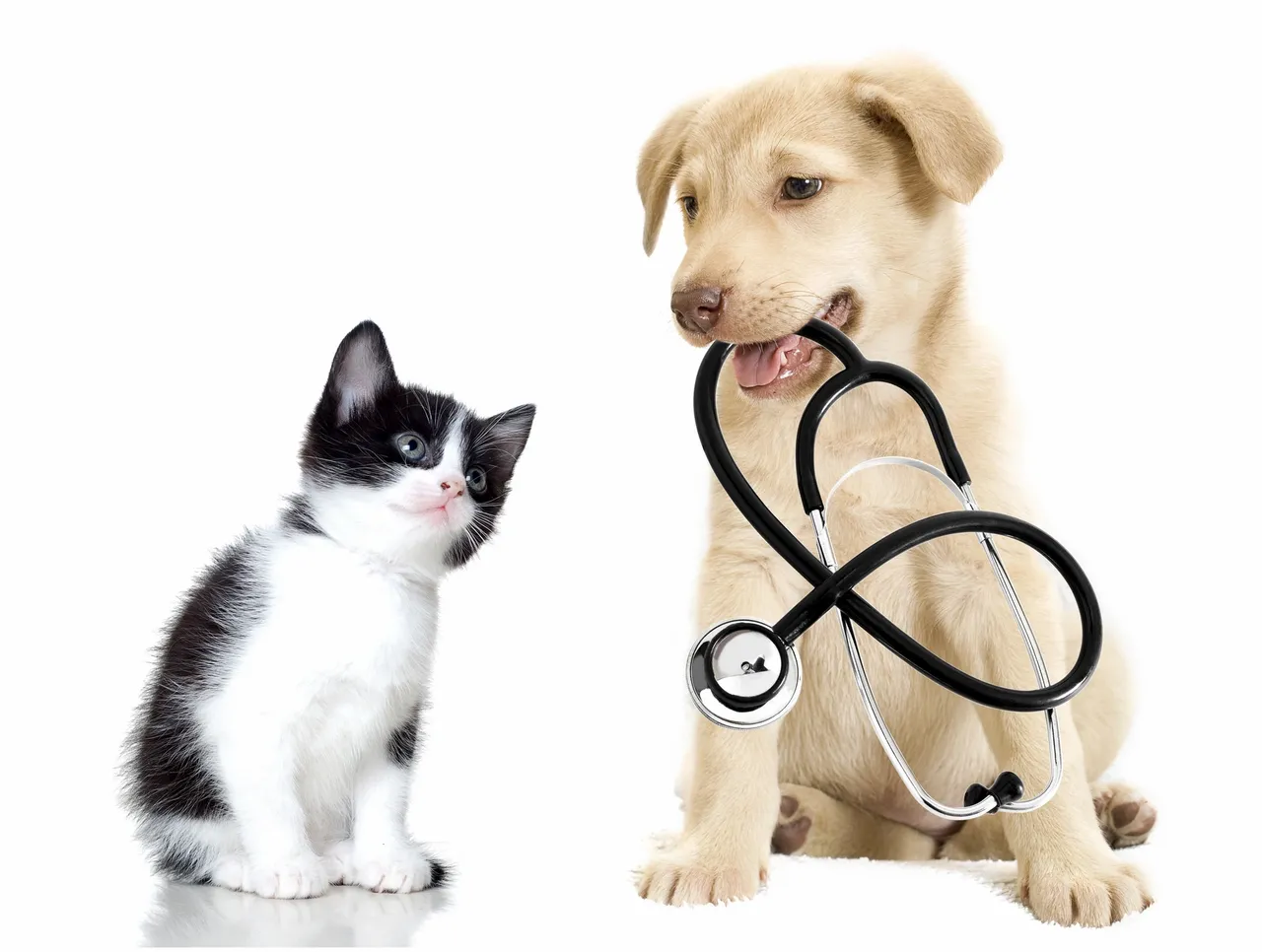 Vital Clean: Your Doctor for Pet Urine Odor Removal