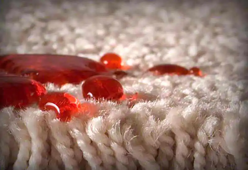 10 Pro Tips for Stain Free Carpets by Vital Clean LLC