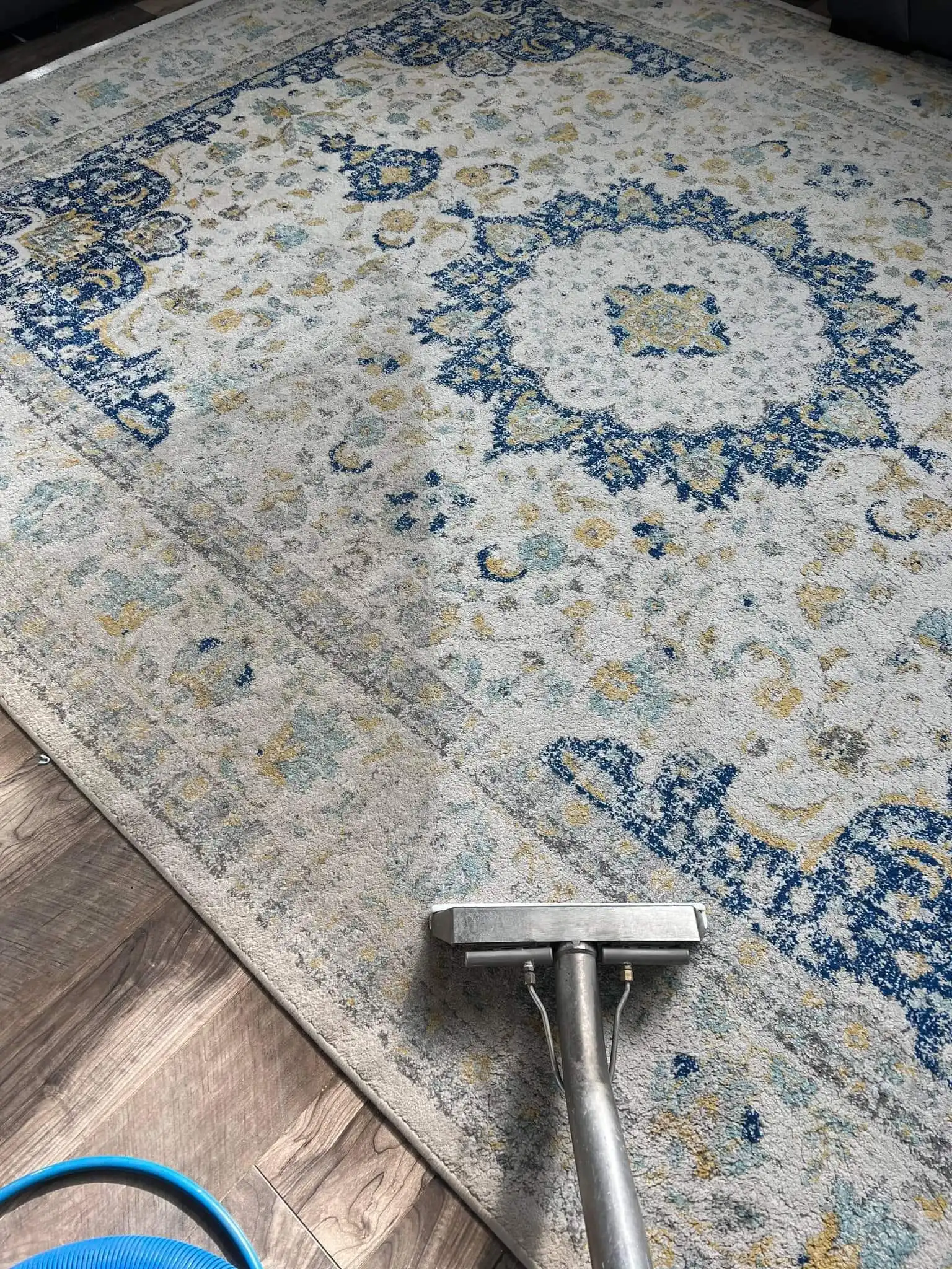 Can I Use a Carpet Cleaner on an Area Rug? Vital Clean’s Insights