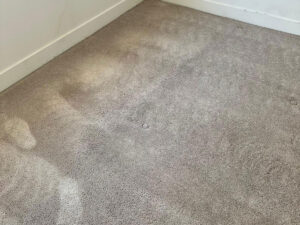 professional carpet stain removal Salt Lake City