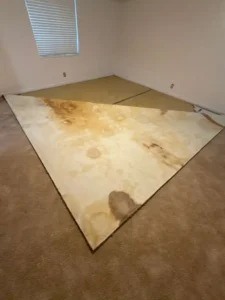 Severely contaminated carpet with pet urine stains and bacterial buildup in need of professional cleaning