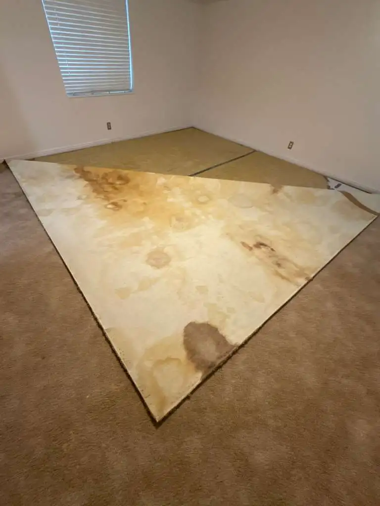 Severely contaminated carpet with pet urine stains and bacterial buildup in need of professional cleaning