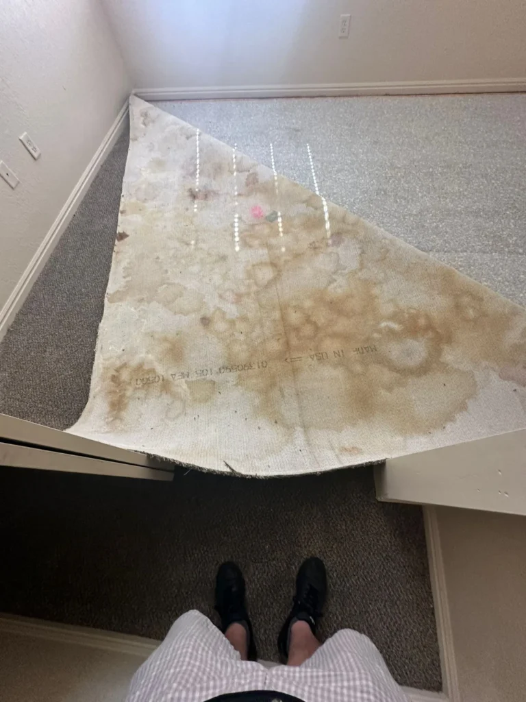 Lifted carpet showing pet urine contamination on the carpet backing during a professional inspection.