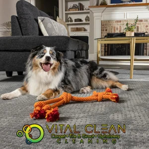 Happy dog relaxing on freshly cleaned carpet after professional pet urine removal service