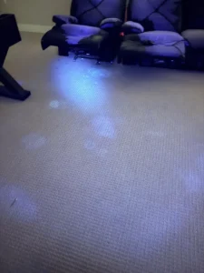 Pet urine contamination showing under UV light on carpet before professional restoration