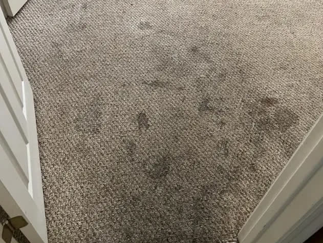 Before: carpet with visible stains and wear before Vital Clean professional cleaning